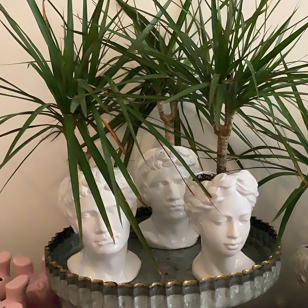 Plant in Goddess head vase